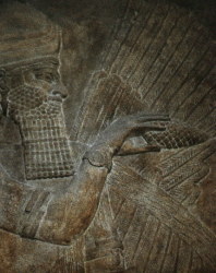 pine-assyrian.jpg